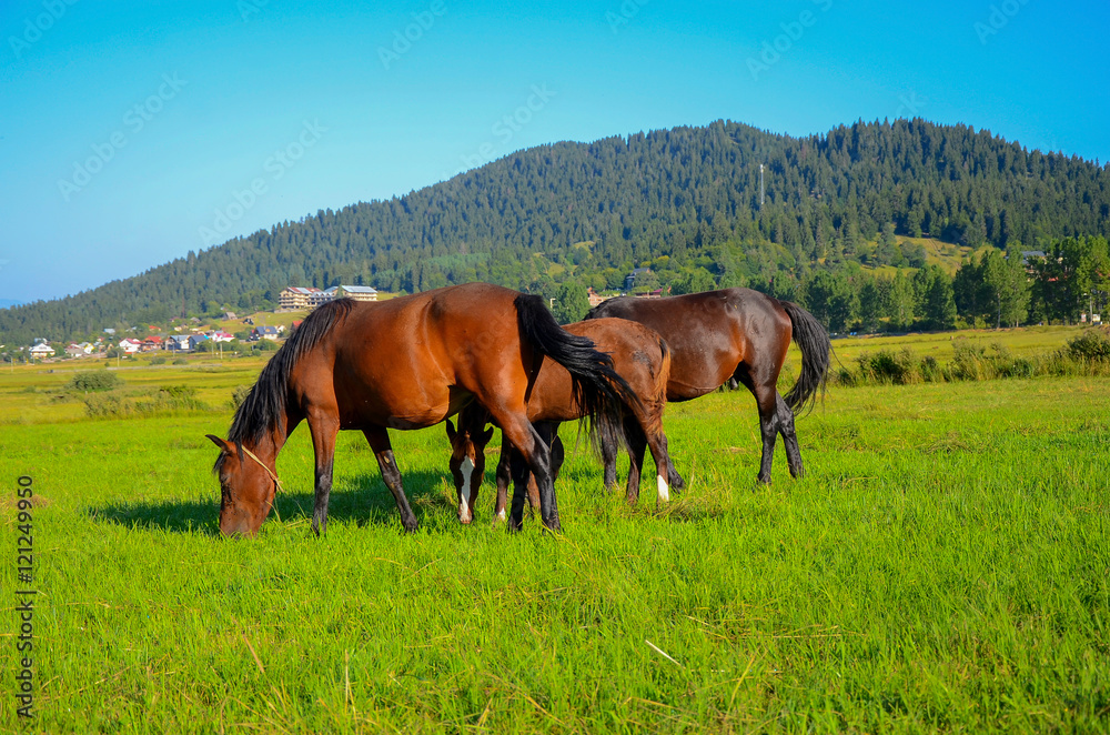 horses on green field, eating fresh grass