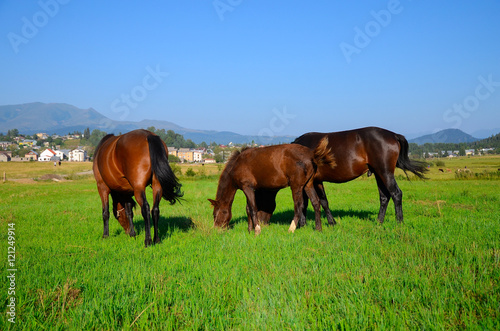 horses on green field  eating fresh grass