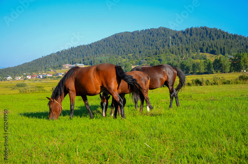 horses on green field, eating fresh grass