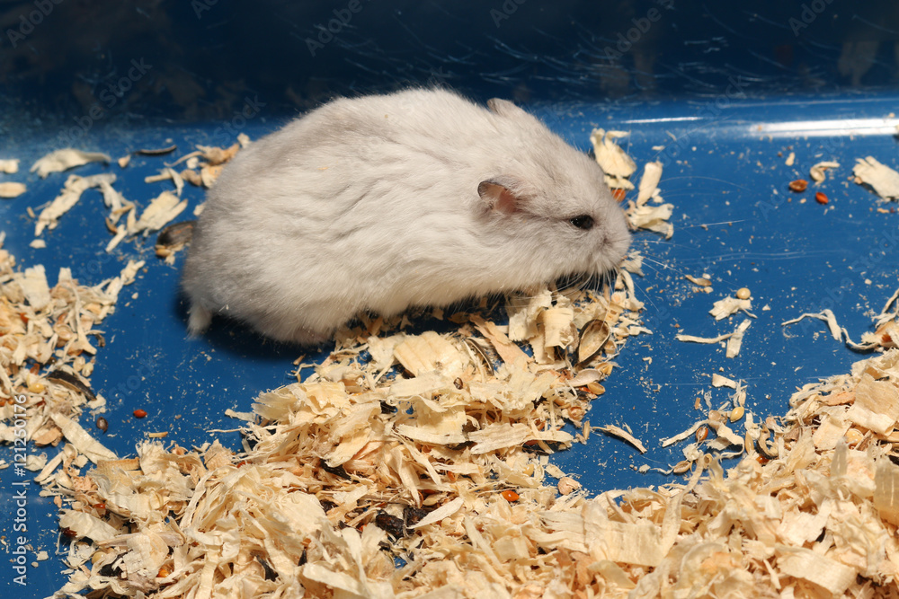 Djungarian Siberian winter Russian white dwarf hamster is on blue