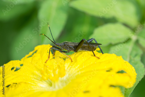 Insect - Notobitus montanus Hsiao eating yellow pumpkin flower photo