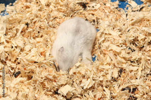 Djungarian Siberian winter Russian white dwarf hamster dig deep into wood havings photo