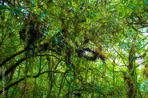 Rainforest greenery scene on Chiangdao mountain photo