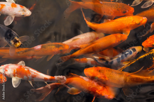 Colorful goldfish Japanese koi carp © bravissimos