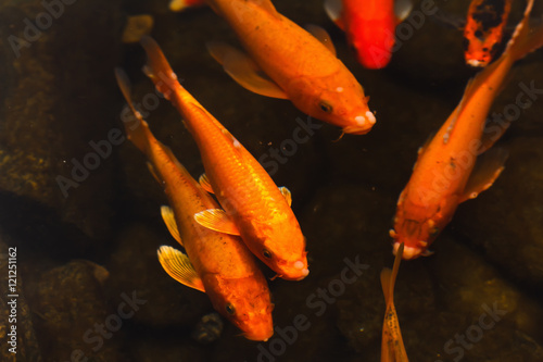Colorful goldfish Japanese koi carp photo