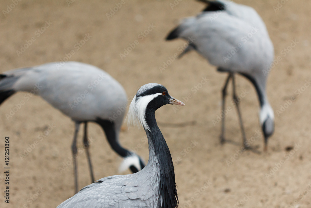 Naklejka premium Group of cranes standing