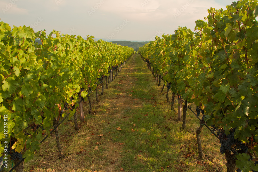 Vigneto nel chianti