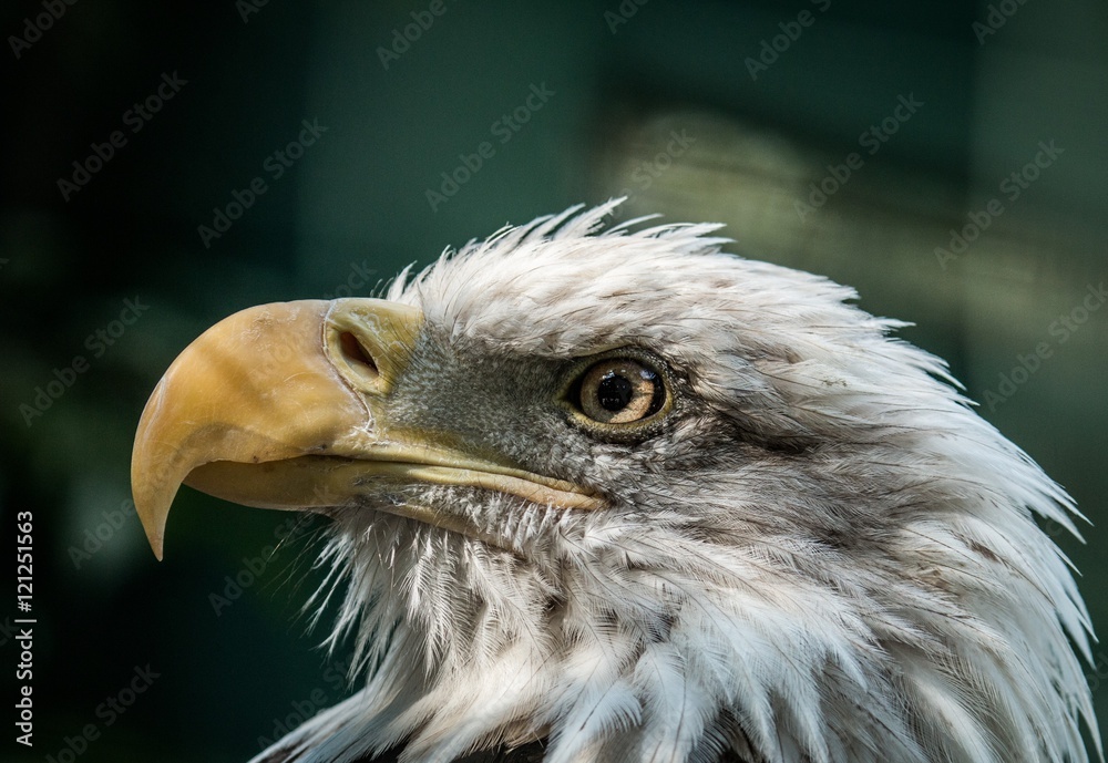 Fototapeta premium Bald Eagle 
