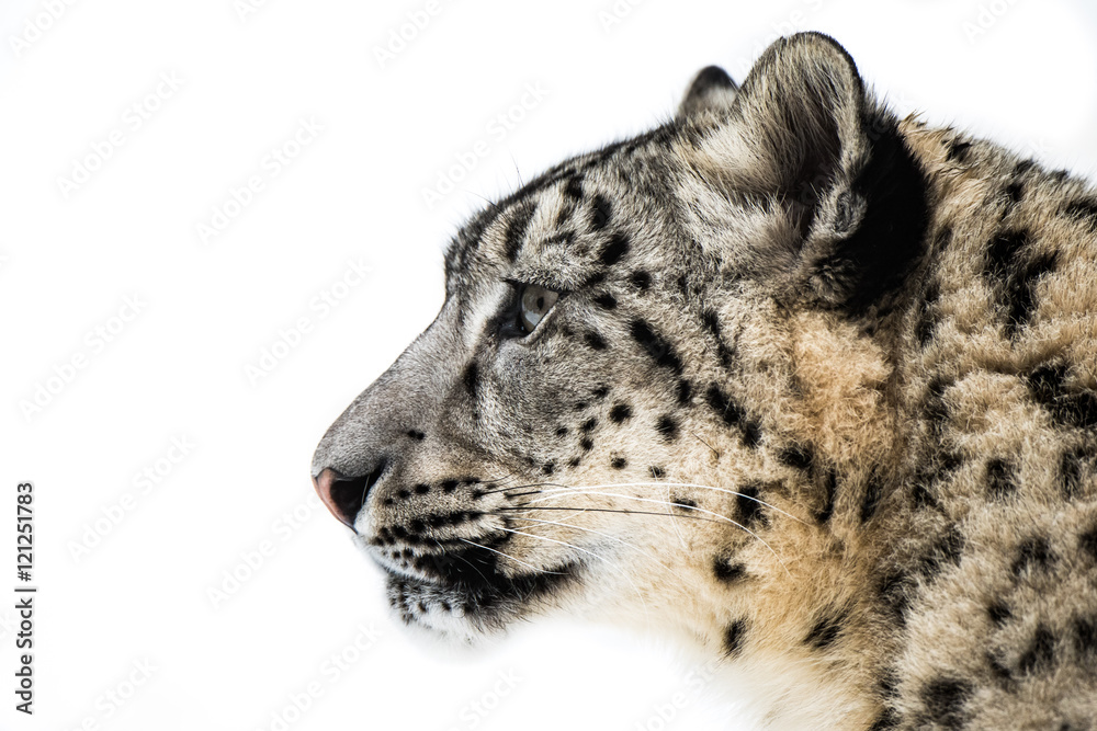 Naklejka premium Snow Leopard XV
