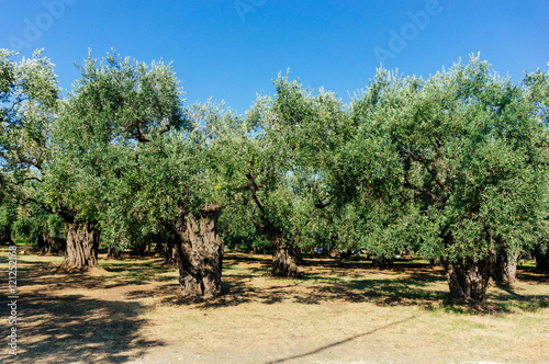Garden of olive trees