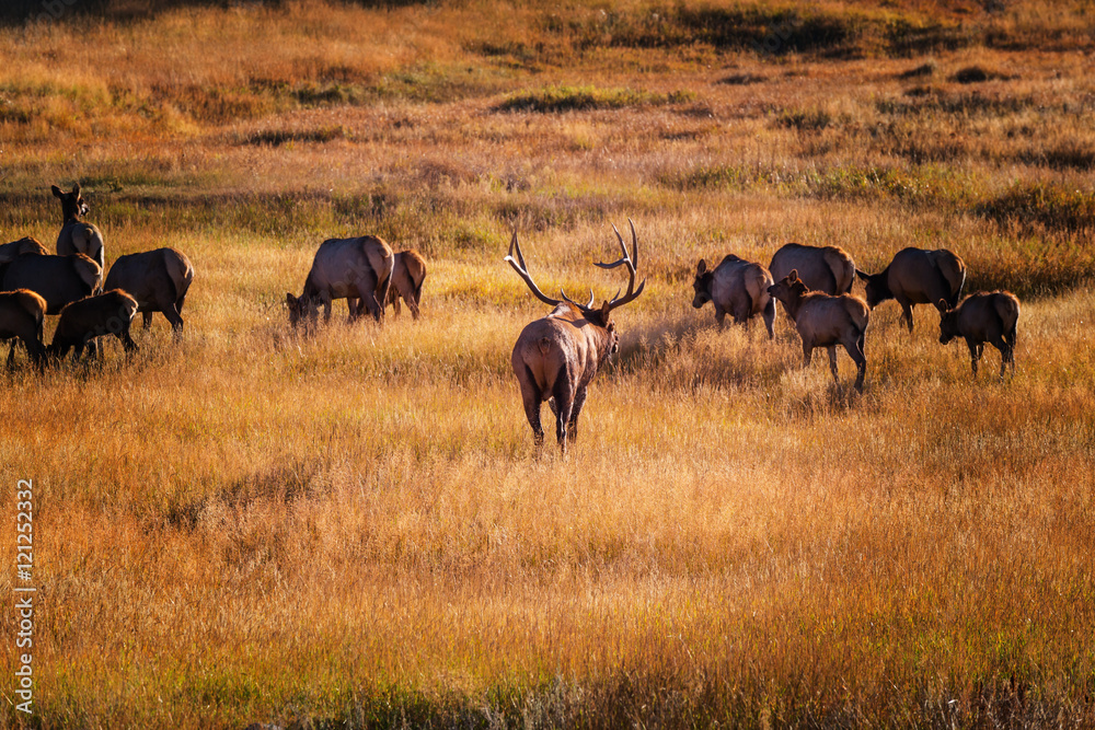 Obraz premium Elk