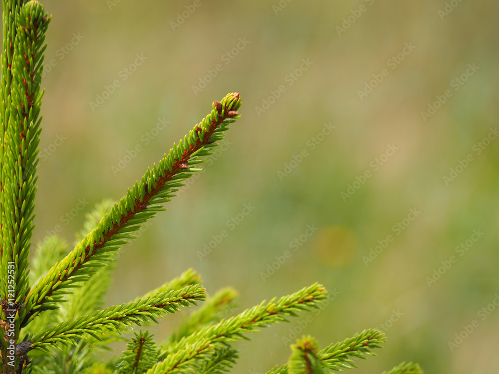 young spruce