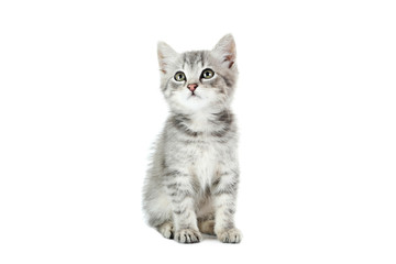 Beautiful cat isolated on white background