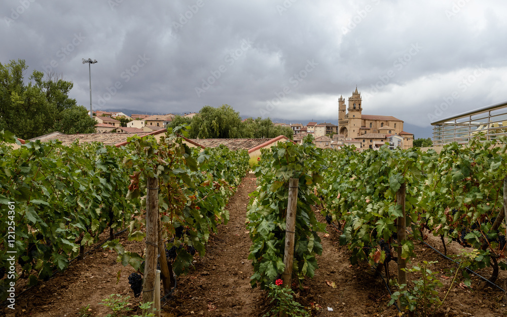 Vista de las viñas y la catedral de El ciego en la Rioja Alavesa en un día de lluvia