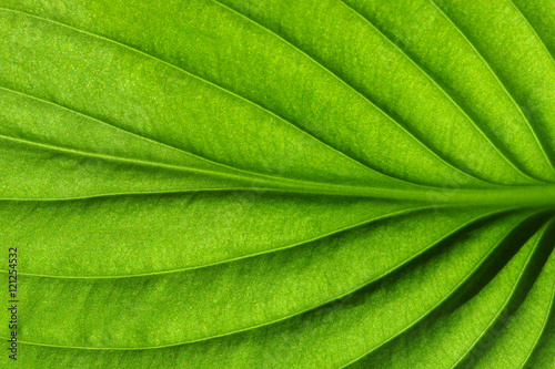 Close up on green leaf photo