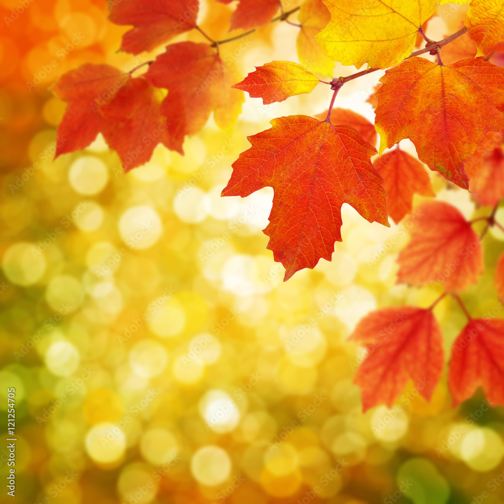 branch with autumn leaves branch with autumn leaves