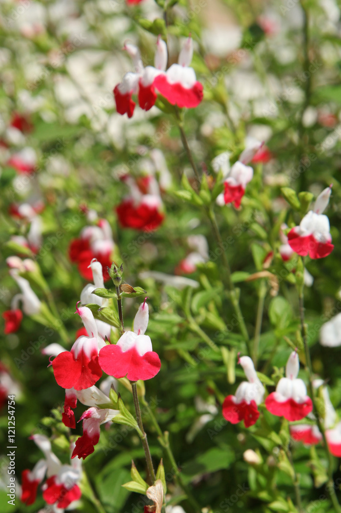 Salvia Hot Lips rouge et blanche