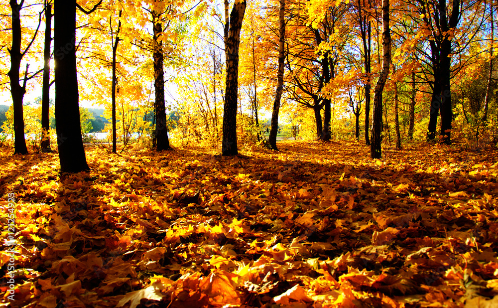 autumn trees on sun autumn trees on sun