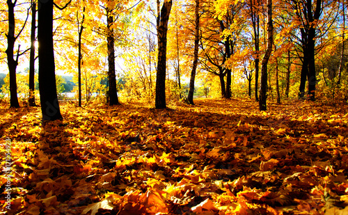  autumn trees on sun