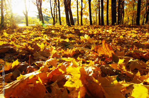  autumn trees on sun