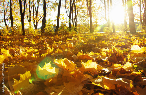  autumn trees on sun