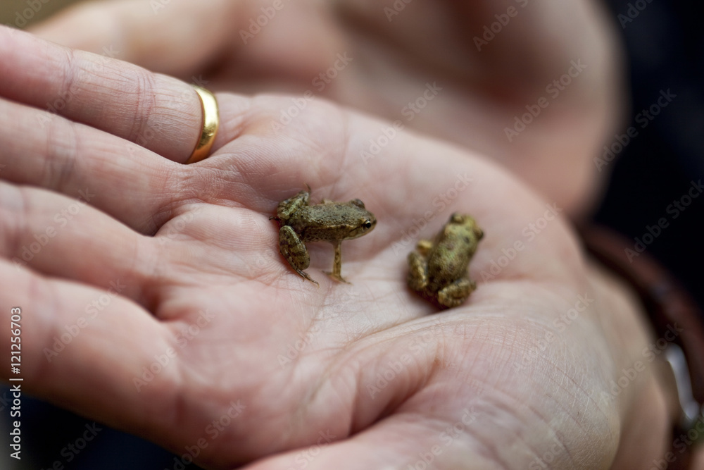 Frogs in a hand