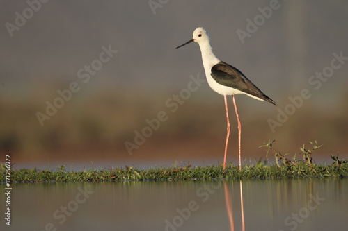 Black-winged stilt, Himantopus himantopus,