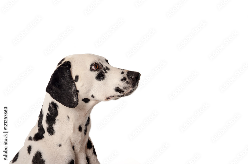 Dalmatian dog photographed in studio with white background Dalmatian dog photographed in studio with white background