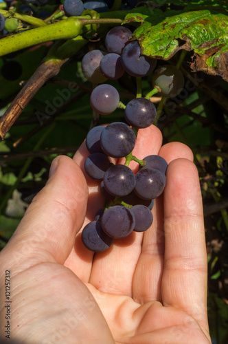kiść świeżych winogron w dłoni. grapes, hand.