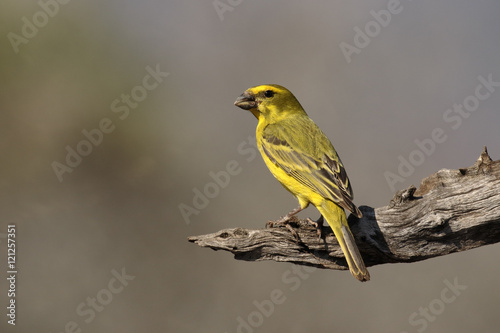 Bully canary, Serinus sulphuratus