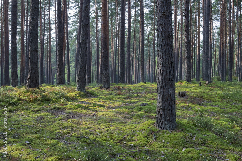 Obraz premium Summer forest in a midland of Europe