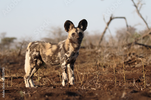 African cape hunting dog, Lycaon pictus