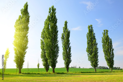 Summer landscape with poplars in sunny day.