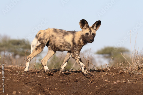 African cape hunting dog  Lycaon pictus
