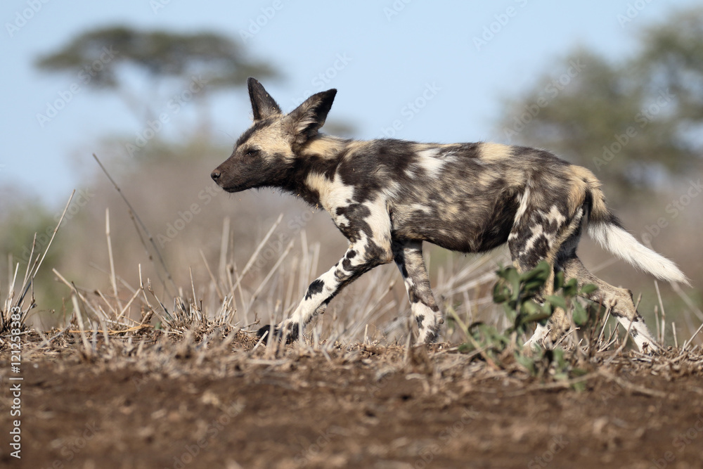 African cape hunting dog, Lycaon pictus African cape hunting dog, Lycaon pictus