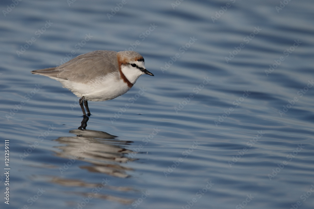 Chestnut-banded plover, Charadrius pallidus Chestnut-banded plover, Charadrius pallidus