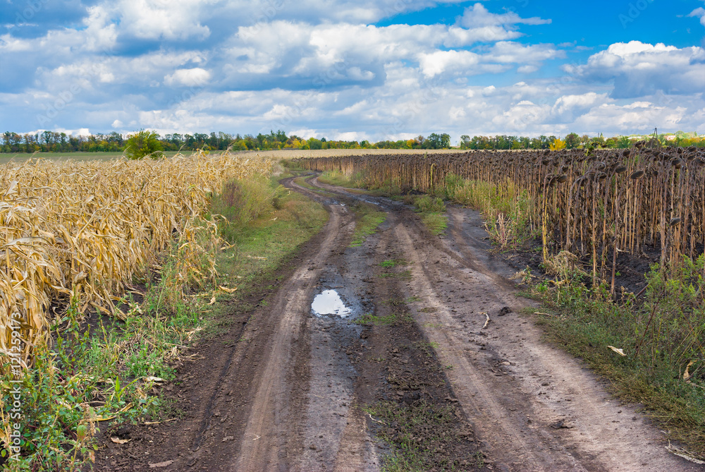 Late summer landscape with earth road between maize and sunflower fields in central Ukraine Late summer landscape with earth road between maize and sunflower fields in central Ukraine