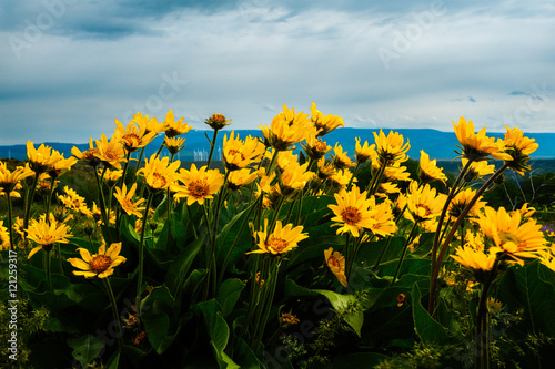 Obraz na płótnie Spring Wildflower Bloom, Kittitas County, Washington, 2011