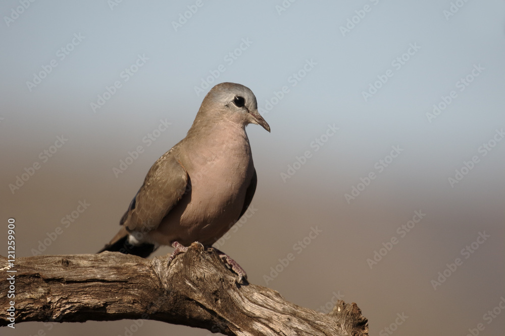 Emerald-spotted wood dove, Turtur chalcospilos Emerald-spotted wood dove, Turtur chalcospilos