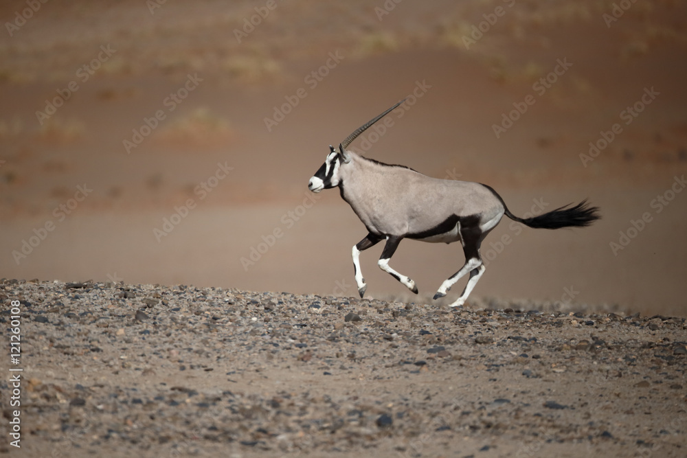 Gemsbok, Oryx gazella Gemsbok, Oryx gazella