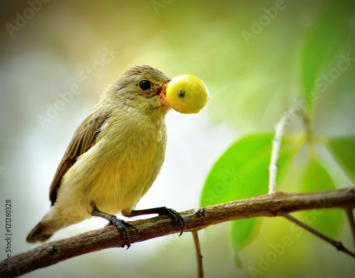 Foto Pale billed flower pecker