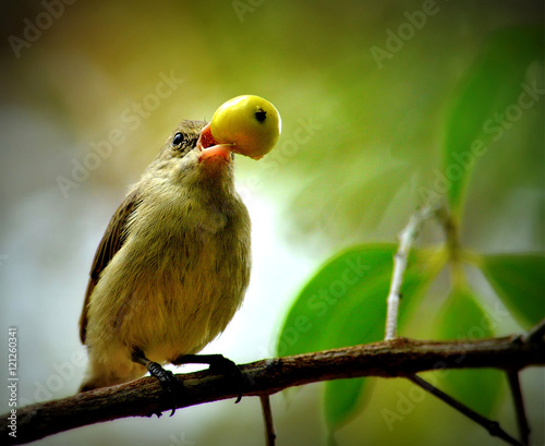 Fotografie Pale billed flower pecker