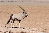Gemsbok,  Oryx gazella