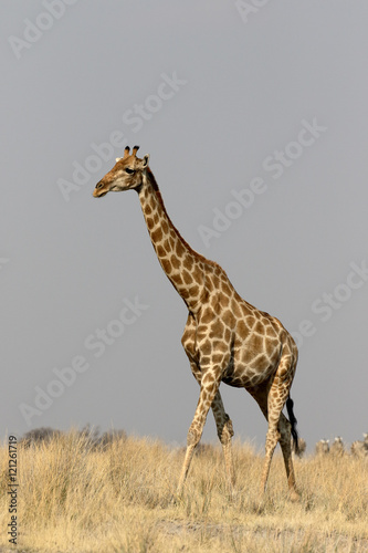 Giraffe  Giraffa camelopardalis