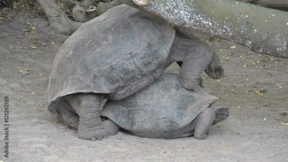 The Galápagos tortoise trying to escape under a tree while mating at Isabela, Galapagos Islands, Ecuador The Galápagos tortoise trying to escape under a tree while mating at Isabela, Galapagos Islands, Ecuador
