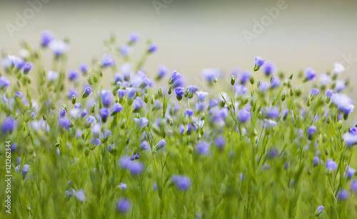 Flax flowers © svenaw