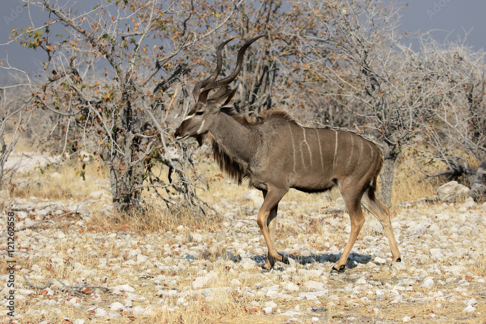Fototapeta premium Greater kudu, Tragelaphus strepsiceros