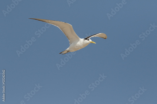 Greater-crested tern  Thalasseus bergi
