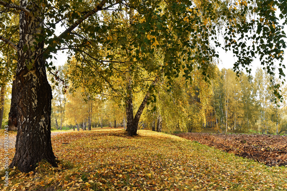 Birch grove with yellow leaves in cloudy autumn day
