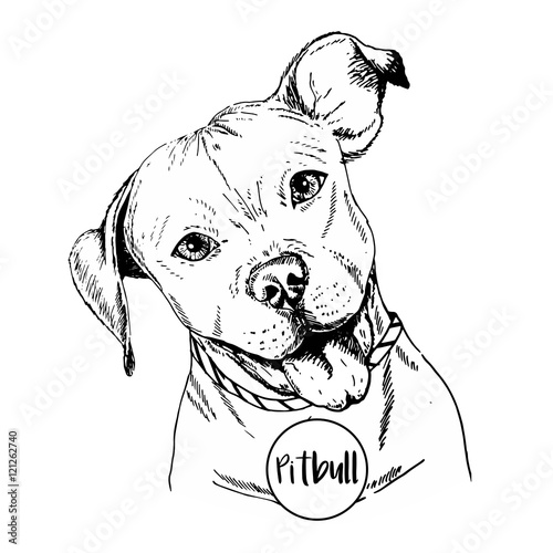 Vector close up portrait of english pitbull. Hand drawn domestic pet dog illustration. Isolated on white background.